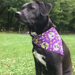 Profile Picture of Betty + The Cats (@_bettyboop14) on Instagram