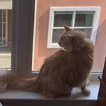 Profile Picture of Scotty Hart (@scottymchottiee) on Instagram