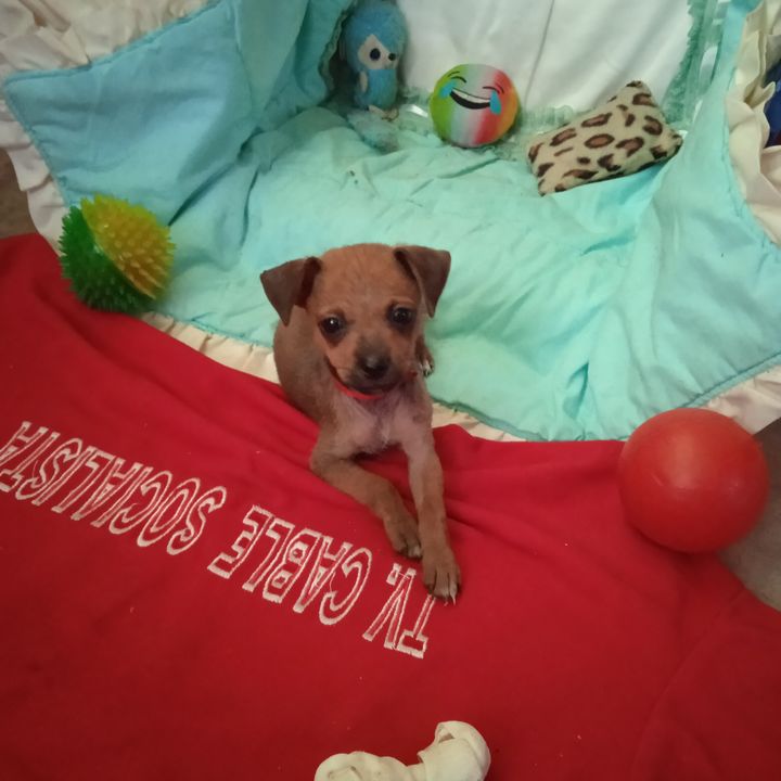 Profile Picture of Cesar (@grillo_streamer) on Tiktok