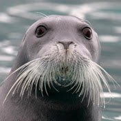 Profile Picture of Robin Seal (@Robinx9090) on Youtube
