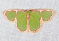 Profile Picture of Comostola chlorargyraon Wikipedia