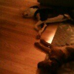 alisha rocha - Instagram Profile Picture of alisha rocha (@alisharocha) on Instagram