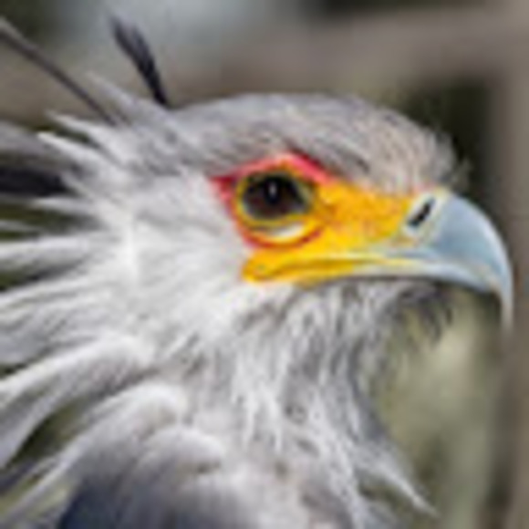 Profile Picture of Rosemary Cheetham (@kowainogakuru) on Poshmark