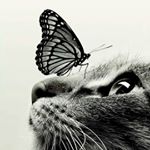 Profile Picture of Marcelo Suarez (@elviejogeek) on Instagram