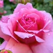 Daisy Flower Garden - Youtube Profile Picture of Daisy Flower Garden (@daisyflowergarden) on Youtube