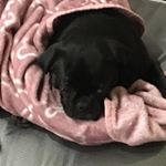 Profile Picture of Tonybanhvien (@agentguygamer2) on Instagram