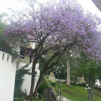 Profile Picture of León Azul (@joseph_ugalde) on Twitter