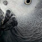 Profile Picture of Sean Callaghan (@scally4266) on Instagram
