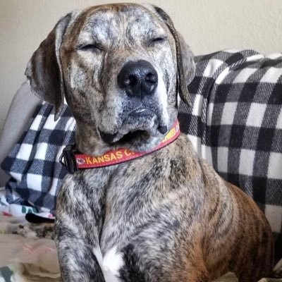 Profile Picture of President-Elect Dr. Michael Rodrick (@WildCat1381) on Twitter