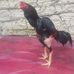 Profile Picture of Fernando Fausto (@fernando.fausto.560272) on Facebook