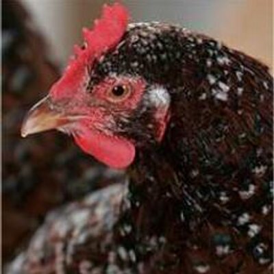 Profile Picture of Angela Edgington (@PoultryPlucker) on Twitter