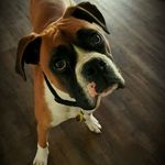 Profile Picture of Lara Bennett-Meyer (@boomertheboxer0110) on Instagram