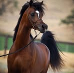 Profile Picture of Basem Faraj (@basem.faraj.2025) on Facebook