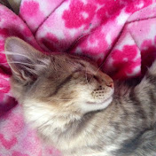 Profile Picture of Daniel Ha (@danielha4657) on Youtube