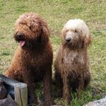 Profile Picture of Michael McMartin (@jindirocks) on Instagram