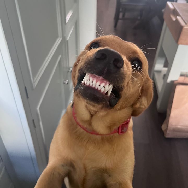 Profile Picture of Harriet Lucy (@@harrietlucy1) on Tiktok