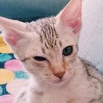 Profile Picture of Timothy Hank Hill Adjani (@timothyscouch) on Instagram