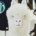 Randy Huang - Instagram Profile Picture of Randy Huang (@randy2coffee) on Instagram