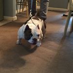 Profile Picture of Jeff (@bloodhound_bullies) on Instagram
