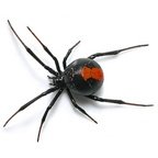 Profile Picture of Chris Maltby (@ChrisMBondi) on Twitter