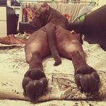 Profile Picture of Mister Archibalt (@mr.archibalt) on Instagram