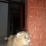 Profile Picture of Gus Damen (@Gus-Damen) on Facebook