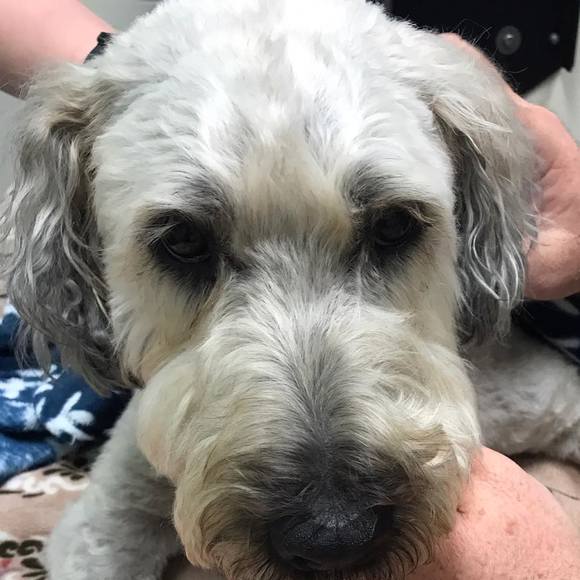 Profile Picture of Tonya Knutson stahmer (@tcknutson) on Poshmark