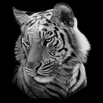 Profile Picture of Colin Anthony Dobbs (@colin_dobbs) on Twitter