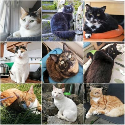 Profile Picture of Cat House 🐱 (@TeamCatMojo) on Twitter