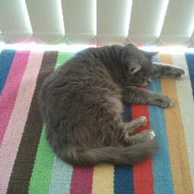 Profile Picture of Dave Gruden (@DaveGruden) on Twitter