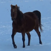 Profile Picture of Lisa Layton (@asilarabians) on Youtube
