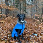 Profile Picture of Patrick Stornig (@futterbar_life_with_dogs) on Instagram