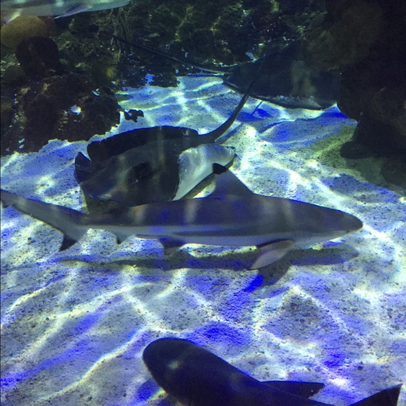 Profile Picture of Amanda Renning (@se7en1615) on Poshmark