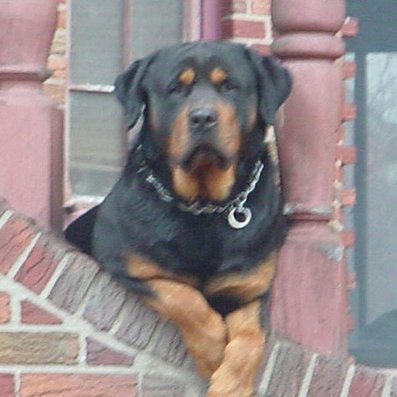 Profile Picture of Garrett Morse (@erkdogg12) on Twitter