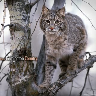 Profile Picture of Dennis Hendrickson (@hendrickson_dennis) on Instagram