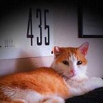 Profile Picture of Cathy Shaffer-Walker (@shitmycatsays_cshaffer) on Instagram
