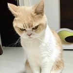 Profile Picture of 시벌랑 (@sibeolrang) on Instagram