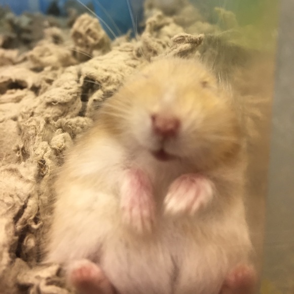 Corban Bellard - Poshmark Profile Picture of Corban Bellard (@cbellard05) on Poshmark