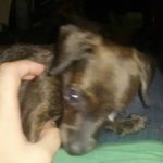 Profile Picture of smokey gaghan (@smokey_the_dog_28) on Instagram