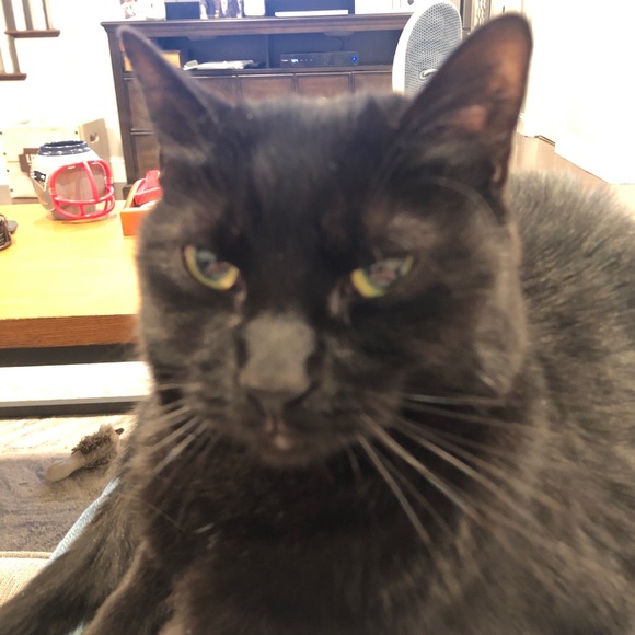 Profile Picture of Brad Linehan (@bardrick) on Poshmark