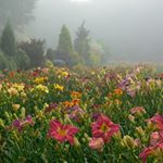 Profile Picture of Robert Selman (@blueridgedaylilies) on Instagram