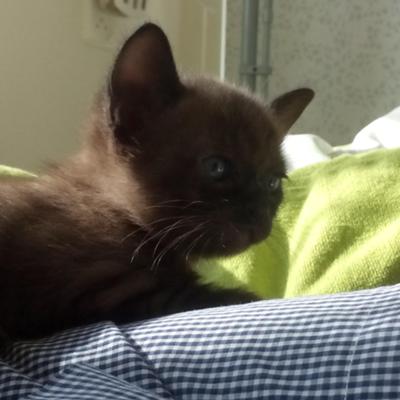 LeilaBurmees - Twitter Profile Picture of LeilaBurmees (@LeilaBurmees) on Twitter