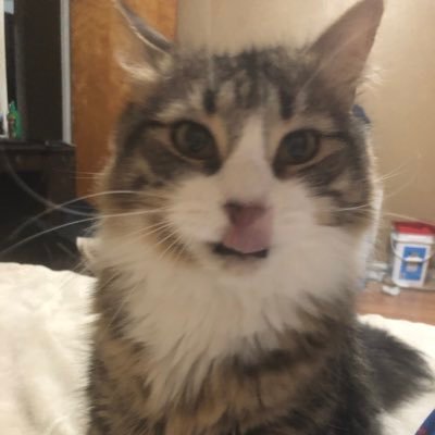 Profile Picture of Natasha Adams (@NatashaA0823) on Twitter