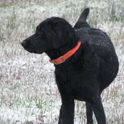 Profile Picture of Travis Shirley (@TLshirley) on Twitter