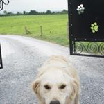 Profile Picture of Margaret Gilbourne (@greenvalleykennel) on Instagram