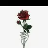 Profile Picture of Daniel Wollenberg (@danielwollenberg) on Tiktok