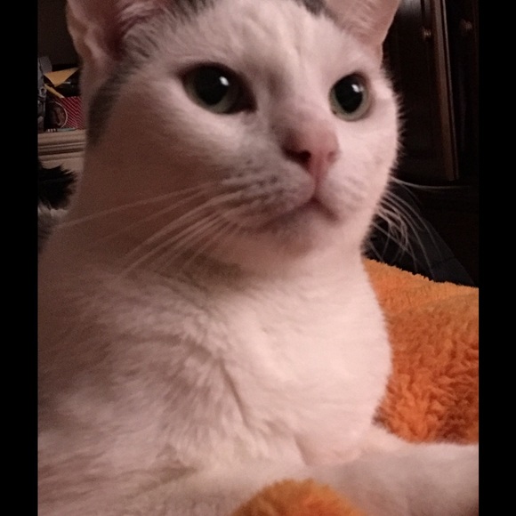 Profile Picture of Vita Jaffe (@vita_cats) on Poshmark