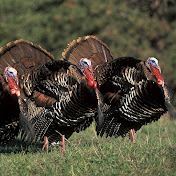 Rhett Batey Hunting - Youtube Profile Picture of Rhett Batey Hunting (@RhettBatey) on Youtube