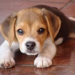 Profile Picture of aaron beserra aroyo (@aaronbeserra) on Instagram