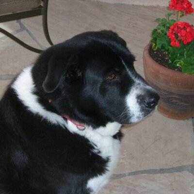 Profile Picture of Carl Holderman (@HoldermanCarl) on Twitter